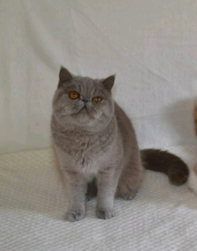 gumtree exotic shorthair